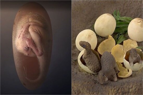 Dinozavrlar quşlar kimi yuvada yaşayırmış - FOTO/VİDEO