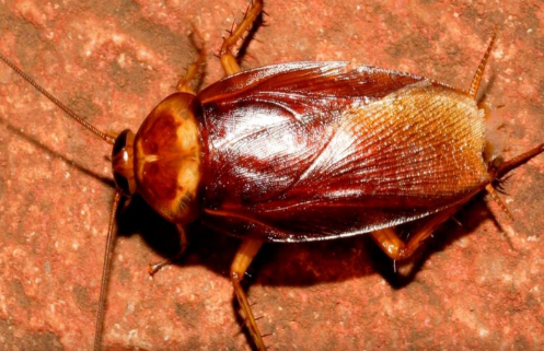 Tarakanlar haqqında bilmədiyiniz MARAQLI faktlar