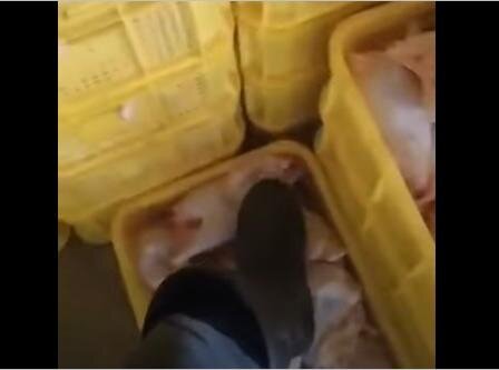 Toyuq fabrikindən iyrənc görüntülər: Toyuqları tapdalayıb üstündə yeridi - VİDEO