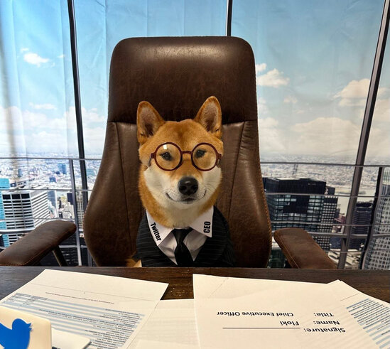 İlon Mask itini "Twitter"in baş direktoru "təyin etdi" - FOTO