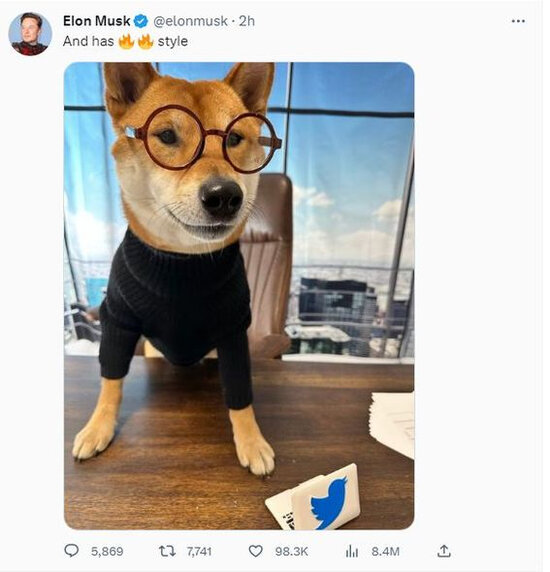 İlon Mask itini "Twitter"in baş direktoru "təyin etdi" - FOTO