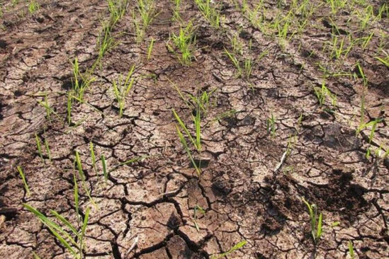 Su qıtlığı kənd təsərrüfatında məhsuldarlığı azaldacaq? - ŞƏRH