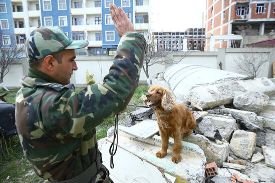Azərbaycanın xilasedici iti Kahramanmaraşda üç nəfərin dağıntılar altından sağ çıxmasına kömək edib - FOTO