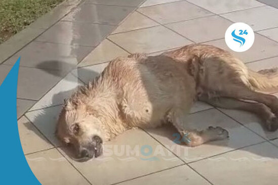 Sumqayıtda itlər zəhərlənərək öldürülür? - VİDEO