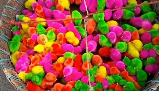 5 manata satılan cücələrlə bağlı XƏBƏRDARLIQ - VİDEO