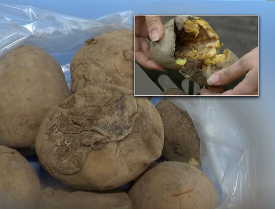 Bazardan kartof alarkən ehtiyatlı olun - Zəhərlənə bilərsiniz - VİDEO