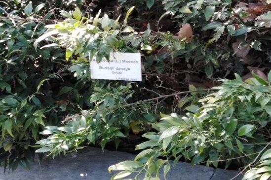 "Qırmızı kitab"a düşmüş minlərlə bitkini xaricə aparmaq istədi