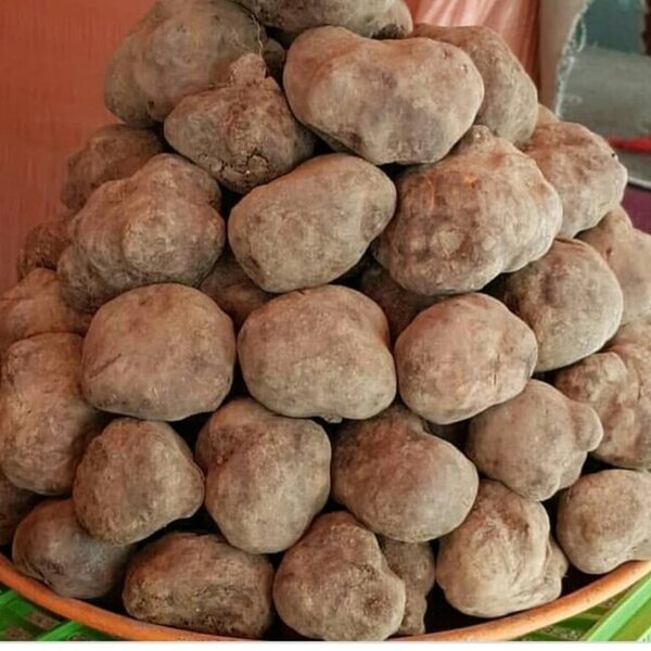 Kartofa bənzəyən bu göbələk cinsi gücü artırır - FOTO