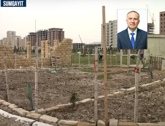 Xiyar, pomidor əkilən Sumqayıt bulvarının rəisi işdən çıxarılıb - İDDİA + FOTO/VİDEO
