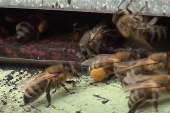 Qaxda təhlükəli serena xəstəliyi yayılıb - VİDEO