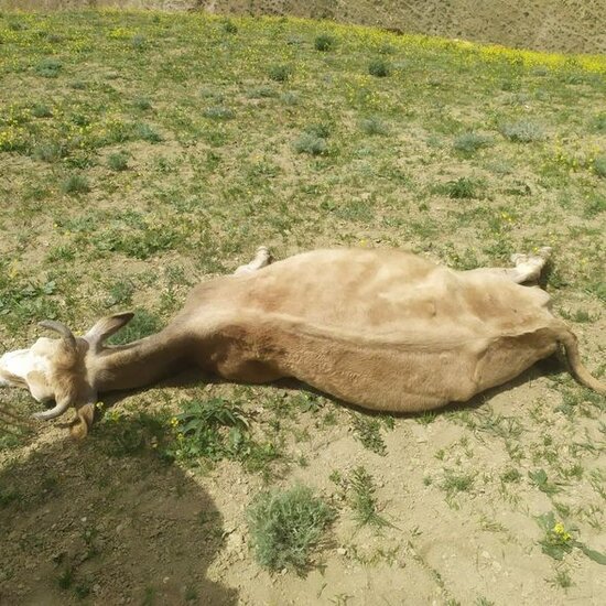Qobustanda 10 baş inəyi "tok" vurub öldürdü - FOTO