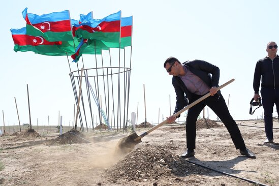 Media nümayəndələrinin iştirakı ilə ağacəkmə aksiyası keçirildi - FOTO