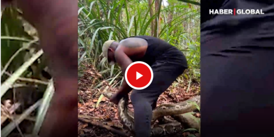 Nəhəng pitonu əlləri ilə tutdu, milyonlarla baxış topladı - VİDEO