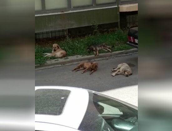 Bu qəsəbədə itlər sürü ilə gəzir - Sakinlər qorxu içində - VİDEO