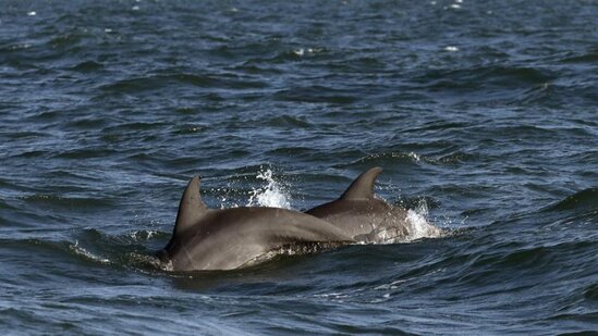 Meksika nəsli kəsilməkdə olan delfinləri axtarmağa başlayır