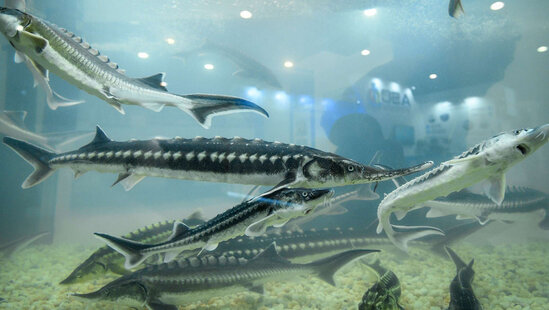 Azərbaycanda hovuzdan 20 minlik nərə oğurlandı