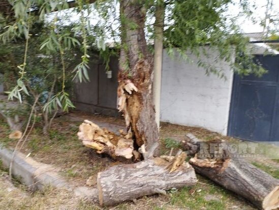 Salyanda güclü külək ağacları aşırıb, elektrik xətləri qırılıb, şəhərin bir hissəsi işıqsız qalıb - FOTO