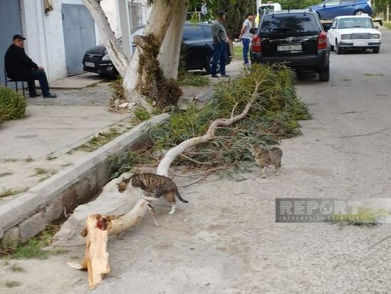 Salyanda güclü külək ağacları aşırıb, elektrik xətləri qırılıb, şəhərin bir hissəsi işıqsız qalıb - FOTO
