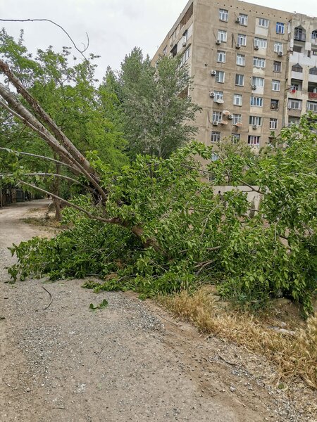 Xətai rayonunda 20 illik ağacları məhv etdilər - FOTOLAR