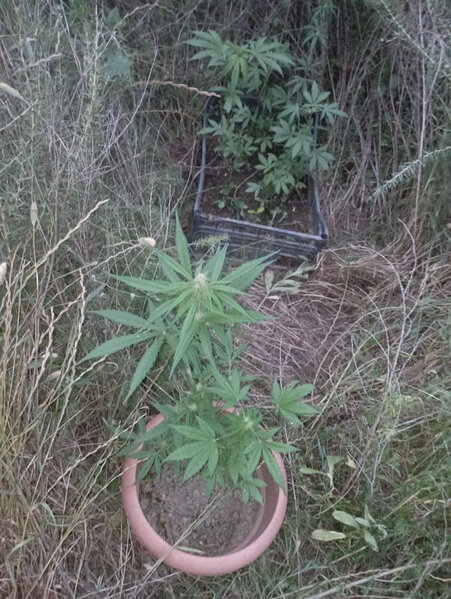 Həyətində çətənə kolları yetişdirən şəxs saxlanıldı - FOTO