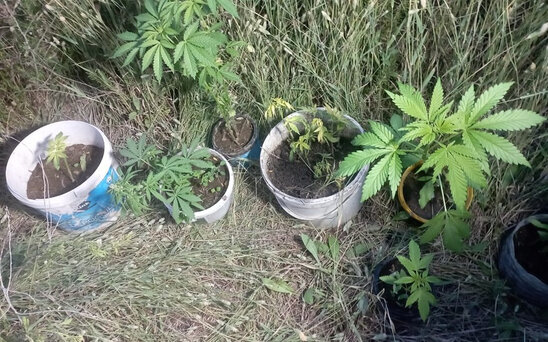 Həyətində çətənə kolları yetişdirən şəxs saxlanıldı - FOTO