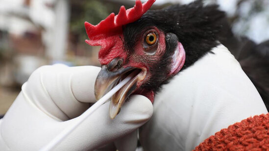 Moskvada quş qripinə görə karantin elan edildi - FOTO