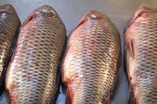 Balıqlara qadağa mövsümündə burada ov edə bilərsiniz - VİDEO