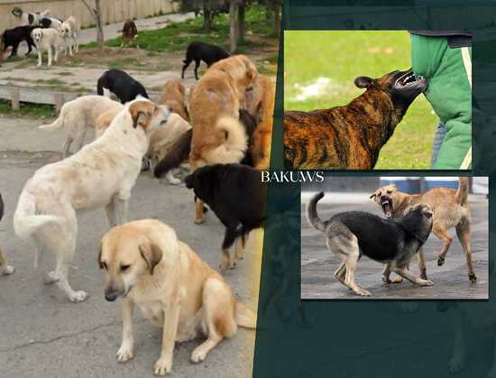 Sahibsiz itlərlə bağlı problem tezliklə həllini tapacaq - AÇIQLAMA