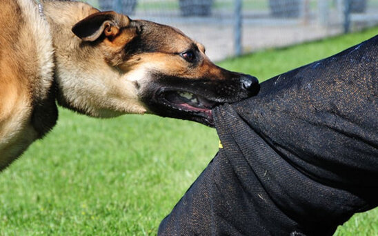 Xaçmazda bir ailənin dörd üzvünü it dişləyib