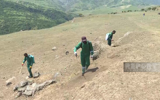 Lerikdə Mərakeş çəyirtkələri yayılıb - FOTO