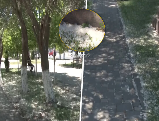 İnsan sağlamlığına təhlükə: Turanqa ağacı - VİDEO