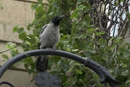 Heyvanları aqressiv edən nədir? - VİDEO