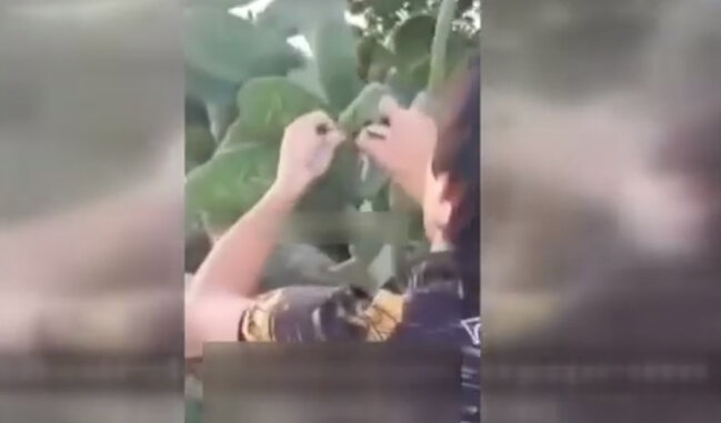 Bulvarda kaktusu yandıran şəxsin cəzası bəlli oldu - VİDEO