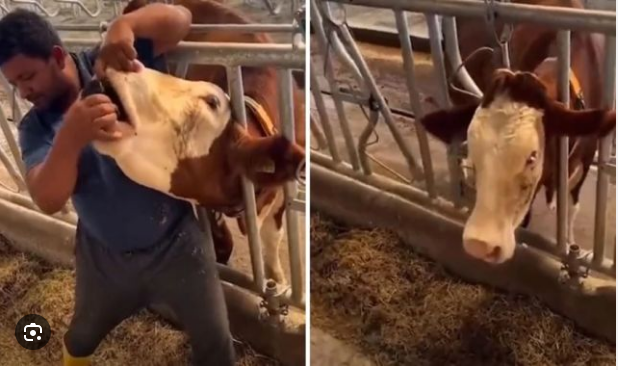 Qurban Bayramı üçün satılan inəyə spirtli içki içirdiblər? - FOTO/VİDEO