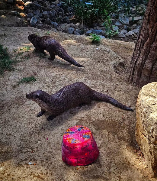 Bakı Zooloji Parkında su samurunun ad günü - Tort hazırlandı - FOTO