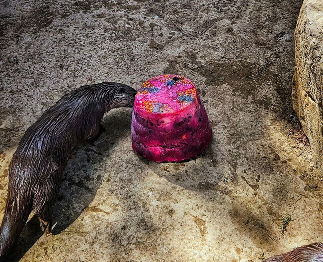 Bakı Zooloji Parkında su samurunun ad günü - Tort hazırlandı - FOTO