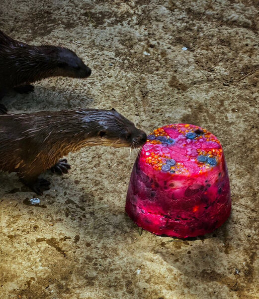 Bakı Zooloji Parkında su samurunun ad günü - Tort hazırlandı - FOTO