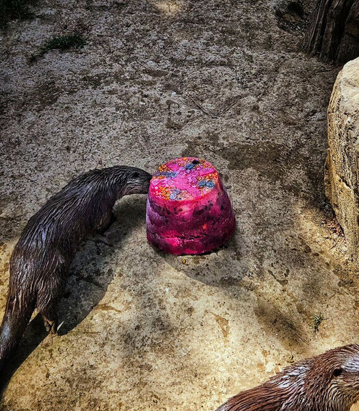 Bakı Zooloji Parkında su samurunun ad günü - Tort hazırlandı - FOTO