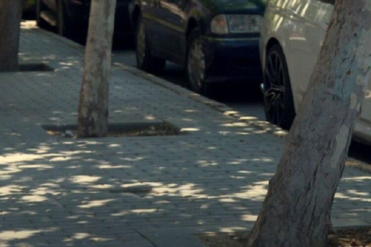 Bakıda ağacları mazutla qurudan kimlərdir? - VİDEO