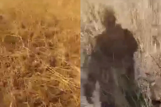 Yardımlıda gəmiricilər taxıl sahələrini məhv edirlər - VİDEO