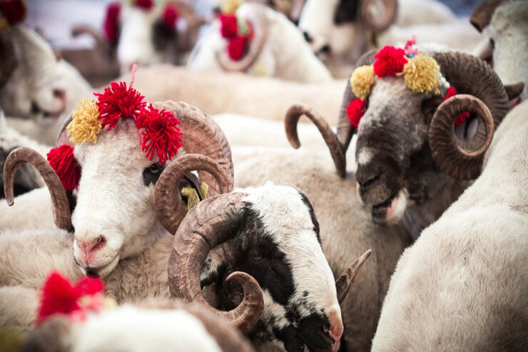 Qurbanlıq heyvanların QİYMƏTLƏRİ - VİDEO