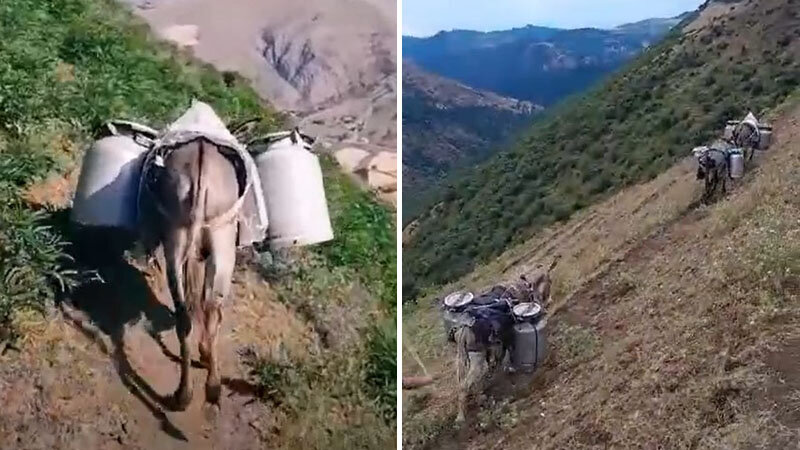 Bu kəndlərin suyunu "Azərsu" yox, eşşəklər təmin edir - VİDEO