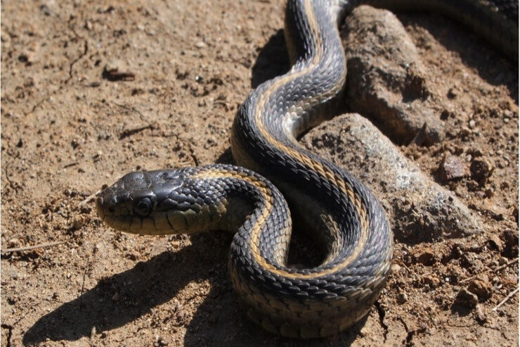 Havalar isindikcə ortaya çıxdılar, mütəxəssislər diqqətli olmağı tövsiyyə edir