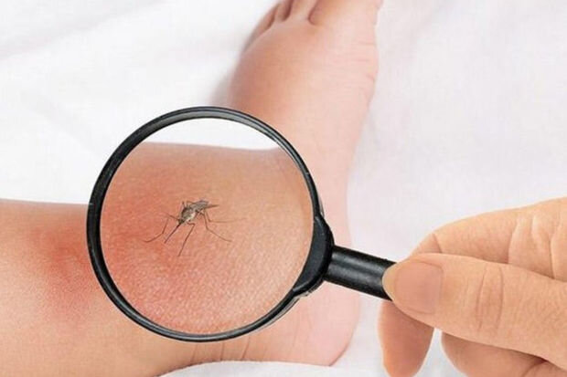 Ağcaqanad əleyhinə dərmanların bir çox fəsadları var - MÜTƏXƏSSİS RƏYİ