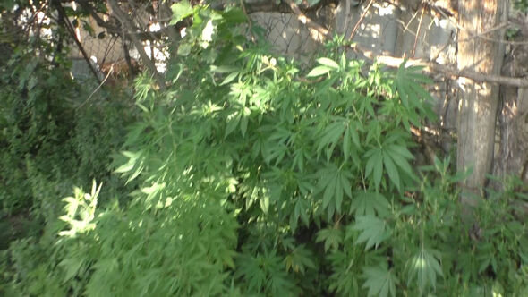 Şəmkirdə narkotik saxlamaqda və yetişdirməkdə şübhəli bilinən şəxslər saxlanılıblar - FOTO