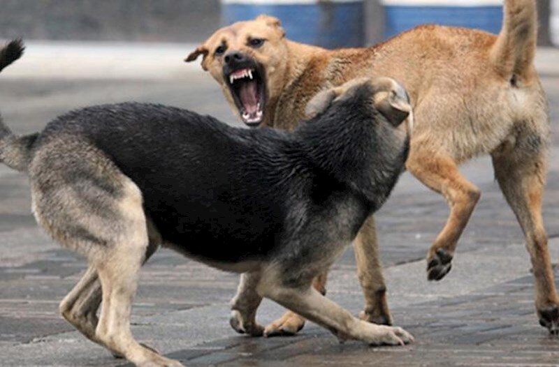 Küçə itləri sakinlərə hücum edir, Nərimanov RİH isə reaksiya vermir