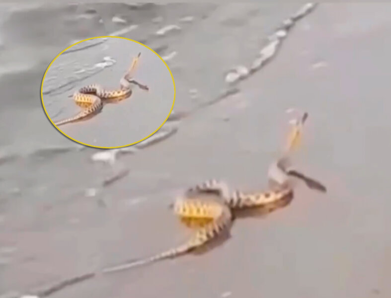 Bakıda çimərlikdə ilan peyda oldu - VİDEO