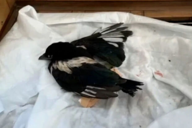 Sağsağan balasının sınmış ayağı cərrahi yolla müalicə olunub - VİDEO