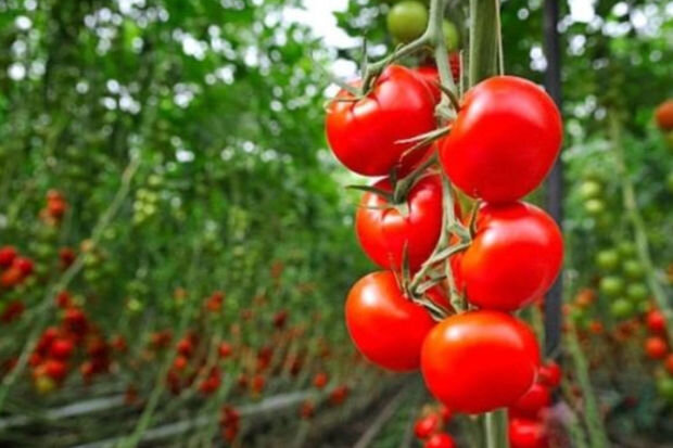 Azərbaycan pomidorunun ixracı azalıb: Xaricdə alıcı tapılmır, yoxsa?