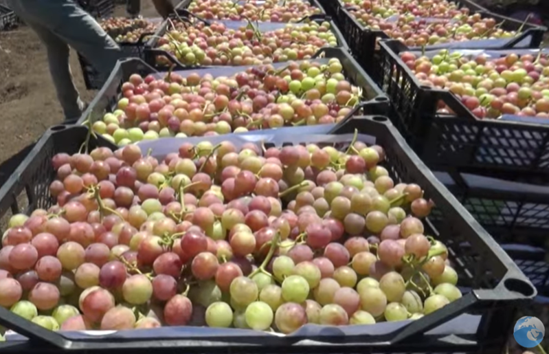 Cəlilabadda yığılan üzümün xərci borcunu ÖDƏMİR... - VİDEO